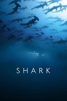 Sharks - Gefürchtete Räuber - Staffel 1 (2024)